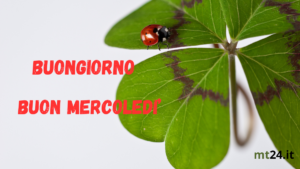 Coccinella portafortuna per augurare un mercoledì fortunato.