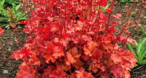 Heuchera in un giardino autunnale