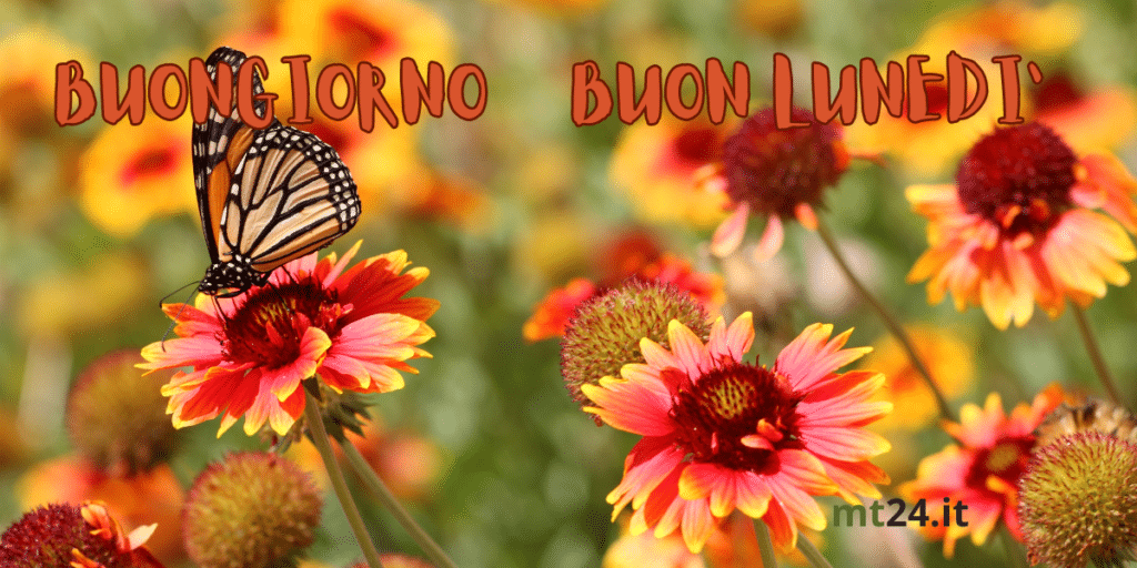 Fiori colorati per un buon inizio settimana