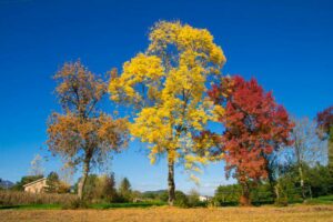 Settembre in Italia