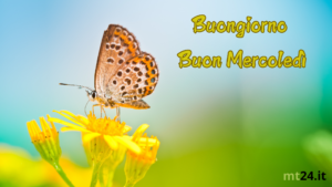 Buongiorno Mercoledì 21 Agosto