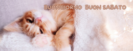 Foto di un gatto che si rilassa al sole con il messaggio 'Un sabato speciale a tutti gli amanti dei gatti'