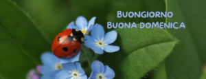 Immagine di una coccinella su un fiore colorato con la scritta 'Buongiorno e Buona Domenica'. Un augurio di fortuna, serenità e bellezza per la giornata.