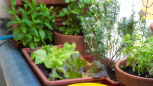 Contenitori con lattuga, rucola e spinaci, ideali per un orto in balcone grazie alla loro crescita veloce e compatta