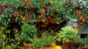 Pomodori maturi sotto il sole, coltivati in un orto in balcone, mostrando la loro crescita ottimale con esposizione alla luce solare diretta