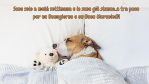Buon mercoledì! Hai percorso metà strada, non fermarti ora. Svegliati e vai avanti con determinazione.