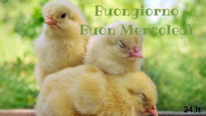 Buongiorno e buon mercoledì! Con la famiglia accanto, ogni giorno è un rifugio sicuro e pieno d'amore.