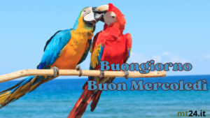 Buongiorno! Un bacio dal pappagallo e un sorriso dagli animali per riempire la tua giornata di gioia.
