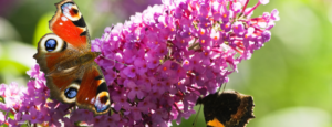 Buddleja, pianta ideale per attirare farfalle con fiori ricchi di nettare.