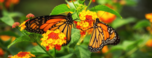 Lantana, pianta dai fiori colorati che attira farfalle con nettare abbondante."
