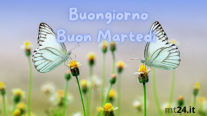 🦋 Martedì incantevole! Fiori, farfalle e profumi dolci per un buongiorno speciale. 🌷🌼🌿