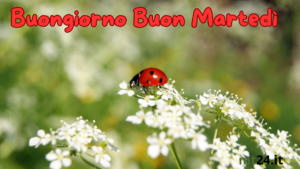🐞 Martedì fortunato! Lascia che una coccinella ti porti tanta fortuna e un buongiorno speciale. 🌟Frasi per ogni occasione