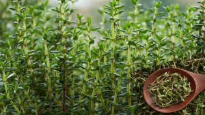 Piante Resistenti alla Siccità