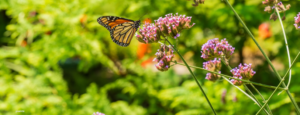 erbena di Buenos Aires, pianta perenne che attira farfalle con i suoi fiori ricchi di nettare."