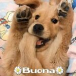immagini buongiorno