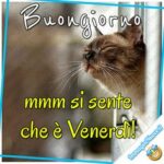 Buon Venerdì 11