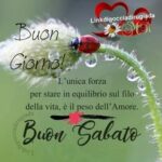 immagini divertenti buongiorno