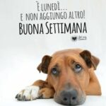 buongiorno WhatsApp