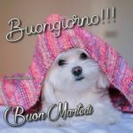 IMMAGINI BUONGIORNO DIVERTENTI