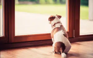 Educazione del cane