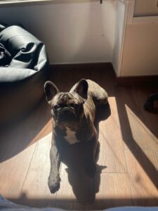LINGUAGGIO DEL CANE