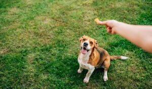 Educazione del cane