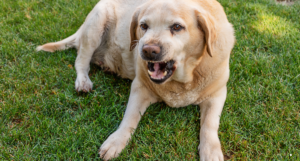 LINGUAGGIO DEL CANE