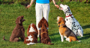 Educazione del cane