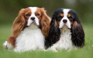 CAGNOLINI-COPPIA