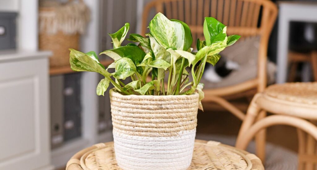 Pothos con foglie arricciate e rimedi efficaci