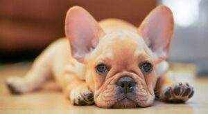 bulldog-francese