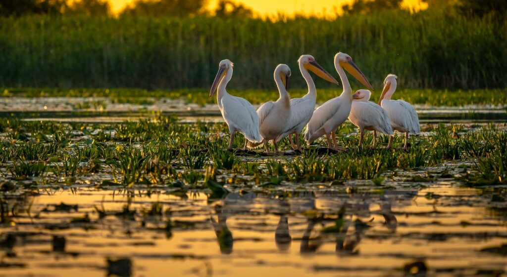 romania delta del denubio
