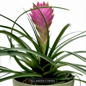 La Tillandsia in tutto il suo splendore: un tocco di giungla tropicale per decorare con stile il tuo salotto