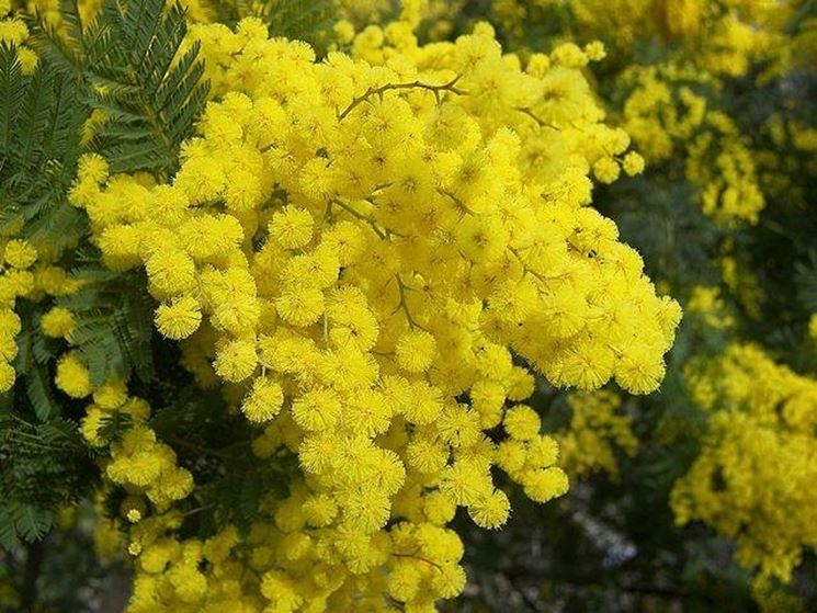 Proteggi la tua mimosa dal freddo con cure invernali