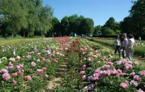 Fioriture che incantano: il fascino irresistibile delle peonie.