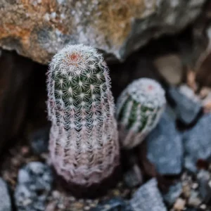 Il cactus, minimalista e affascinante, è la scelta ideale per aggiungere un tocco di natura agli spazi moderni.