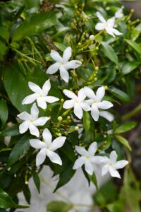 Il gelsomino è una poesia che fiorisce nelle notti d’estate.