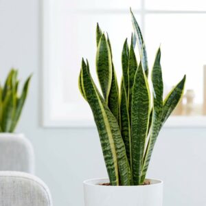 Forte come una roccia, la Sansevieria insegna che anche nei momenti più bui si può crescere rigogliosi.