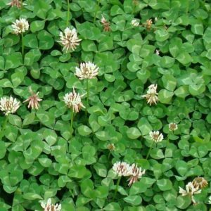 Elegante e versatile, il trifoglio nano trasforma il tuo giardino con la sua resistenza e il suo tocco naturale.