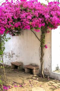 La buganvillea è l’arte della natura, dipinge il mondo con colori accesi e passionali.