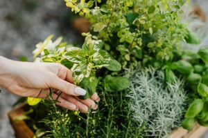 Le erbe aromatiche portano nel giardino il profumo della cucina e il sapore della vita
