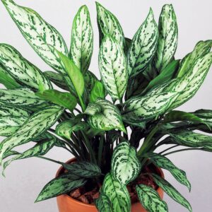 Un’esplosione di verde che richiede poca attenzione, perfetta per chi è sempre in movimento.
