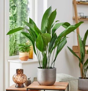 Resistente e senza pretese, l'aspidistra è perfetta per gli ambienti più difficili.