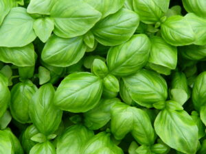 Il basilico, l’aromatica per eccellenza, è un’aggiunta fresca e profumata alla tua cucina e al tuo balcone.