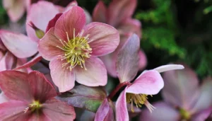 Eleganza e resilienza in un unico fiore.
