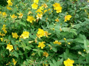 Fiori dorati e una robustezza straordinaria: l'erba di San Giovanni è una soluzione durevole e decorativa.