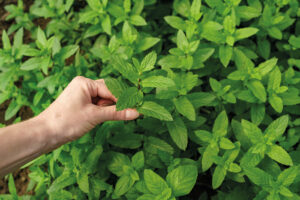 La menta, con il suo profumo inconfondibile, porta freschezza e praticità a portata di mano.