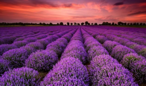 La lavanda, con il suo profumo avvolgente, sussurra al vento che la pace è sempre a portata di mano.