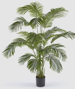 Una palma da interno che porta un tocco di tropici senza fatica.