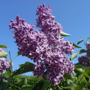 Con i suoi fiori profumati e il fogliame fitto, il lillà attira gli insetti impollinatori e offre riparo agli uccelli.